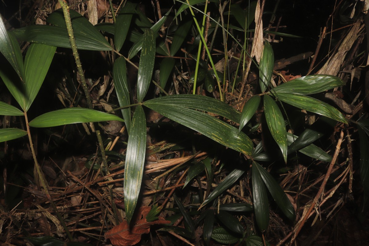 Calamus pachystemonus Thwaites